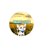 動く！チワワちゃん（個別スタンプ：6）