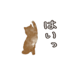 ねこのっそ（個別スタンプ：7）