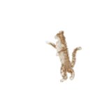 ねこのっそ（個別スタンプ：10）