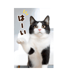 ❤ねこ写真❤ かわいく伝えるスタンプ3（個別スタンプ：1）