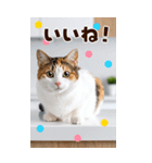 ❤ねこ写真❤ かわいく伝えるスタンプ3（個別スタンプ：2）