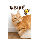 ❤ねこ写真❤ かわいく伝えるスタンプ3（個別スタンプ：3）