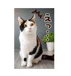 ❤ねこ写真❤ かわいく伝えるスタンプ3（個別スタンプ：4）
