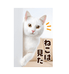 ❤ねこ写真❤ かわいく伝えるスタンプ3（個別スタンプ：5）