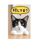 ❤ねこ写真❤ かわいく伝えるスタンプ3（個別スタンプ：6）