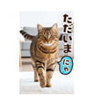 ❤ねこ写真❤ かわいく伝えるスタンプ3（個別スタンプ：8）
