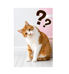 ❤ねこ写真❤ かわいく伝えるスタンプ3（個別スタンプ：9）