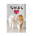 ❤ねこ写真❤ かわいく伝えるスタンプ3（個別スタンプ：10）