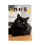 ❤ねこ写真❤ かわいく伝えるスタンプ3（個別スタンプ：11）