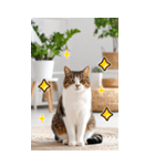 ❤ねこ写真❤ かわいく伝えるスタンプ3（個別スタンプ：12）