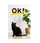 ❤ねこ写真❤ かわいく伝えるスタンプ3（個別スタンプ：13）