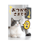 ❤ねこ写真❤ かわいく伝えるスタンプ3（個別スタンプ：15）