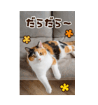 ❤ねこ写真❤ かわいく伝えるスタンプ3（個別スタンプ：16）