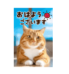 ❤ねこ写真❤ かわいく伝えるスタンプ3（個別スタンプ：17）