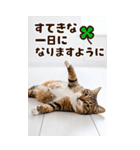 ❤ねこ写真❤ かわいく伝えるスタンプ3（個別スタンプ：18）