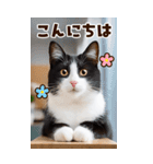 ❤ねこ写真❤ かわいく伝えるスタンプ3（個別スタンプ：19）