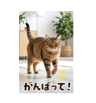 ❤ねこ写真❤ かわいく伝えるスタンプ3（個別スタンプ：20）