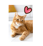 ❤ねこ写真❤ かわいく伝えるスタンプ3（個別スタンプ：21）