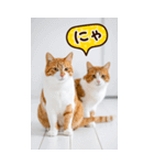 ❤ねこ写真❤ かわいく伝えるスタンプ3（個別スタンプ：22）
