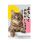 ❤ねこ写真❤ かわいく伝えるスタンプ3（個別スタンプ：26）