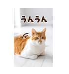 ❤ねこ写真❤ かわいく伝えるスタンプ3（個別スタンプ：27）