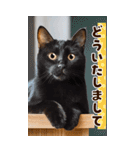 ❤ねこ写真❤ かわいく伝えるスタンプ3（個別スタンプ：28）