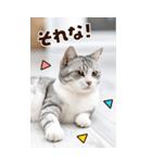 ❤ねこ写真❤ かわいく伝えるスタンプ3（個別スタンプ：29）
