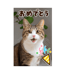 ❤ねこ写真❤ かわいく伝えるスタンプ3（個別スタンプ：30）