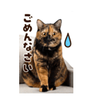 ❤ねこ写真❤ かわいく伝えるスタンプ3（個別スタンプ：31）