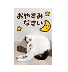 ❤ねこ写真❤ かわいく伝えるスタンプ3（個別スタンプ：32）