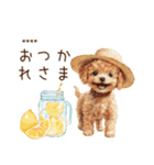 夏のトイプードル・カスタムスタンプ（個別スタンプ：4）