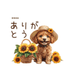 夏のトイプードル・カスタムスタンプ（個別スタンプ：13）