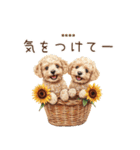 夏のトイプードル・カスタムスタンプ（個別スタンプ：19）