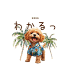 夏のトイプードル・カスタムスタンプ（個別スタンプ：25）
