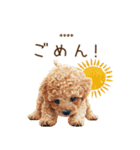 夏のトイプードル・カスタムスタンプ（個別スタンプ：31）