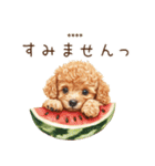 夏のトイプードル・カスタムスタンプ（個別スタンプ：32）