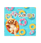 夏のトイプードル・カスタムスタンプ（個別スタンプ：38）