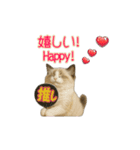 ラグドール子猫の推し活2（個別スタンプ：4）