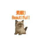 ラグドール子猫の推し活2（個別スタンプ：6）