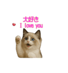 ラグドール子猫の推し活2（個別スタンプ：8）