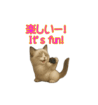 ラグドール子猫の推し活2（個別スタンプ：12）