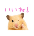 キンクマハムスター氏の日常（個別スタンプ：3）
