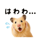 キンクマハムスター氏の日常（個別スタンプ：5）