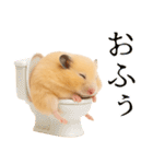 キンクマハムスター氏の日常（個別スタンプ：8）