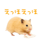 キンクマハムスター氏の日常（個別スタンプ：9）