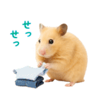 キンクマハムスター氏の日常（個別スタンプ：10）