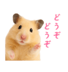 キンクマハムスター氏の日常（個別スタンプ：12）