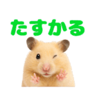 キンクマハムスター氏の日常（個別スタンプ：23）