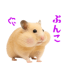 キンクマハムスター氏の日常（個別スタンプ：25）