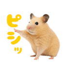 キンクマハムスター氏の日常（個別スタンプ：32）